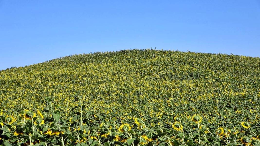O kentle özdeşleşti: Yüzlerce aile için gelir kapısı! Yurt dışına da ihraç ediliyor 10